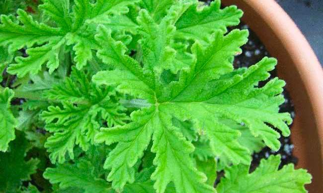 驱蚊草怎么养？驱蚊草为什么会有香味？