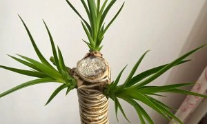 带有风水属性的龙血树养哪里比较好？