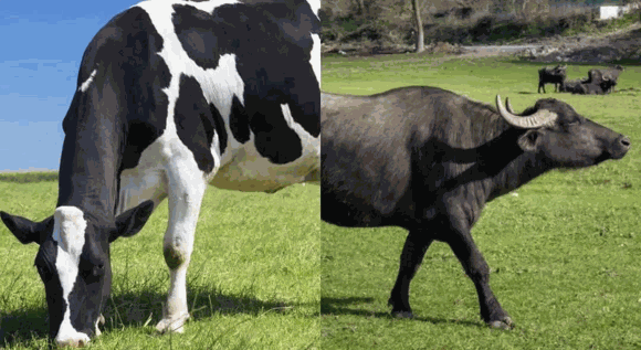 调制乳和纯牛奶的区别宝宝喝哪种好?