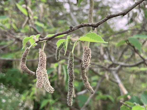 “手如柔荑”的“荑”怎么读？是什么意思？