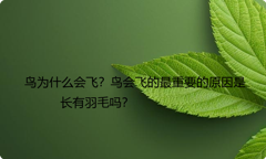 鸟为什么会飞？鸟会飞的最重要的原因是长有羽毛吗？