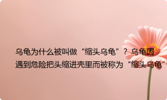 乌龟为什么被叫做“缩头乌龟”？乌龟因遇到危险把头缩进壳里而被称为“缩头