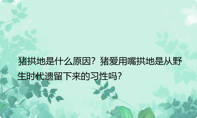 猪拱地是什么原因？猪爱用嘴拱地是从野生时代遗留下来的习性吗？