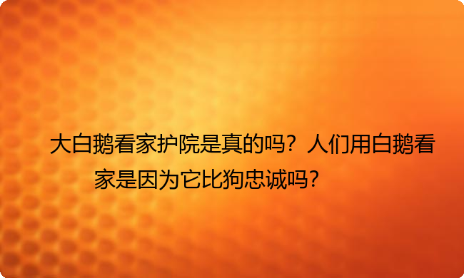 大白鹅看家护院是真的吗？人们用白鹅看家是因为它比狗忠诚吗？