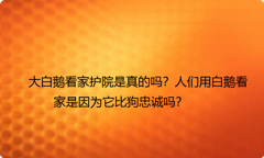 大白鹅看家护院是真的吗？人们用白鹅看家是因为它比狗忠诚吗？