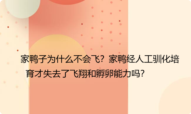 家鸭子为什么不会飞？家鸭经人工驯化培育才失去了飞翔和孵卵能力吗？