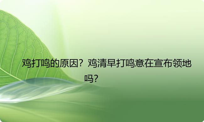 鸡打鸣的原因？鸡清早打鸣意在宣布领地吗？