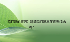 鸡打鸣的原因？鸡清早打鸣意在宣布领地吗？