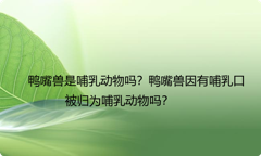 鸭嘴兽是哺乳动物吗？鸭嘴兽因有哺乳口被归为哺乳动物吗？