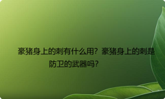 豪猪身上的刺有什么用？豪猪身上的刺是防卫的武器吗？
