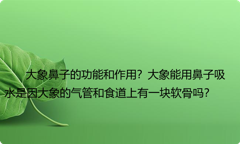 大象鼻子的功能和作用？大象能用鼻子吸水是因大象的气管和食道上有一块软骨