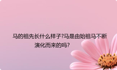 马的祖先长什么样子?马是由始祖马不断演化而来的吗？