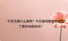 牛反刍是什么意思？牛反复咀嚼食物是为了更好地吸收吗？