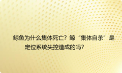 鲸鱼为什么集体死亡？鲸“集体自杀”是定位系统失控造成的吗？