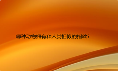 哪种动物拥有和人类相似的指纹？