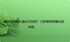 哪种动物瞳孔是长方形的？几种带特殊瞳孔的动物