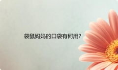袋鼠妈妈的口袋有何用？