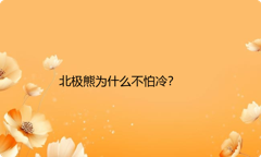 北极熊为什么不怕冷？