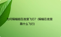 为何编蝠能在夜里飞行？(编蝠在夜里靠什么飞行)