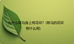 为什么斑马身上有花纹？(斑马的花纹有什么用)