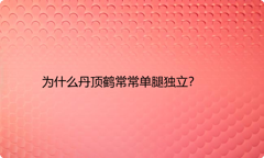 为什么丹顶鹤常常单腿独立？