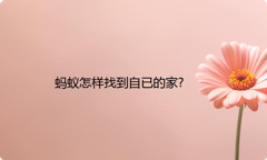 蚂蚁怎样找到自已的家?