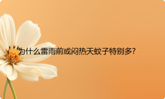 为什么雷雨前或闷热天蚊子特别多?