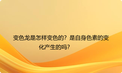 变色龙是怎样变色的？是自身色素的变化产生的吗？