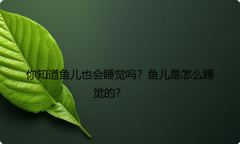 你知道鱼儿也会睡觉吗？鱼儿是怎么睡觉的？