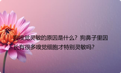 狗嗅觉灵敏的原因是什么？狗鼻子里因长有很多嗅觉细胞才特别灵敏吗？