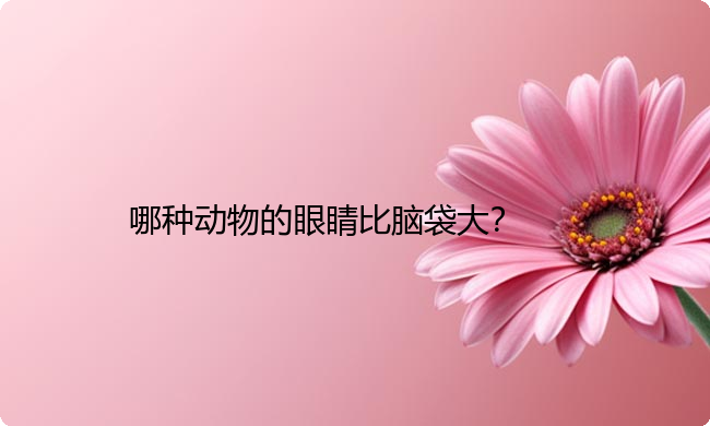 哪种动物的眼睛比脑袋大？