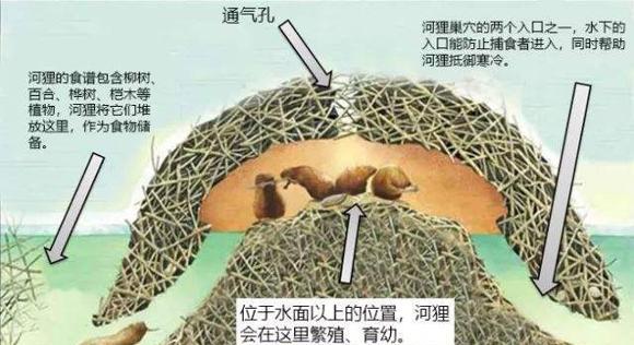 幼儿绘本：河狸妈妈的好邻居