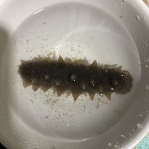 增强免疫力的海参粥【推荐收藏】 增强免疫力的海参粥【推荐收藏】