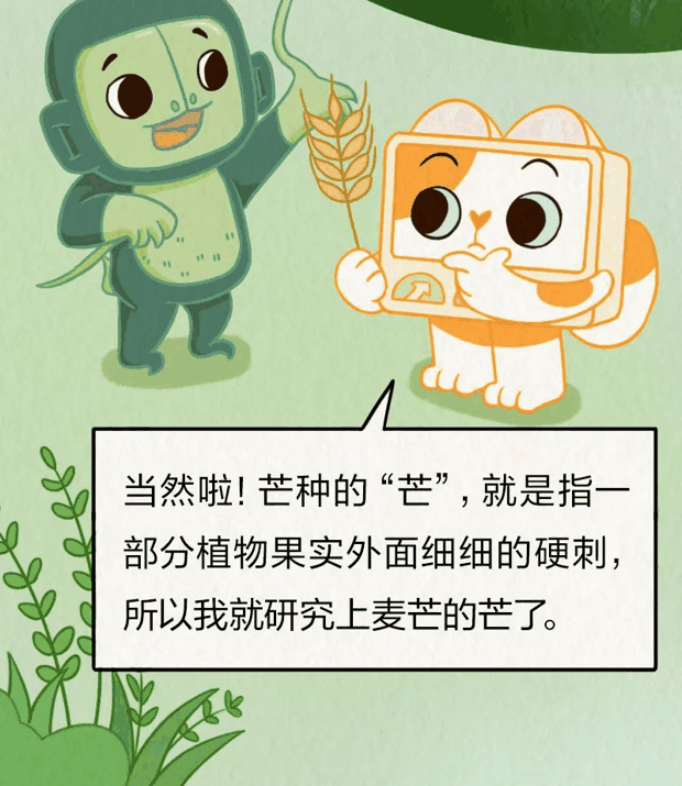 “针尖对麦芒”里的“麦芒”是啥？竟然还会自己挖洞！