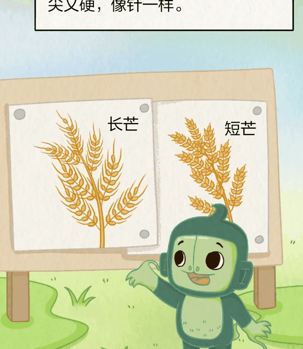 “针尖对麦芒”里的“麦芒”是啥？竟然还会自己挖洞！