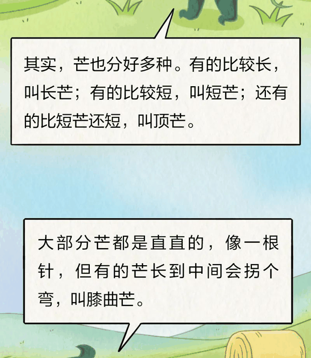 “针尖对麦芒”里的“麦芒”是啥？竟然还会自己挖洞！