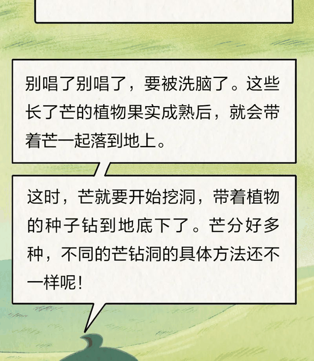 “针尖对麦芒”里的“麦芒”是啥？竟然还会自己挖洞！