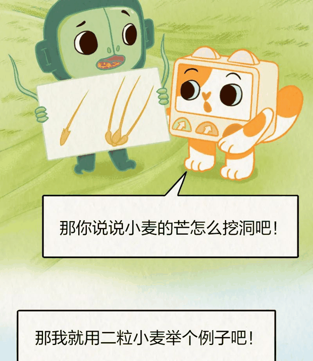 “针尖对麦芒”里的“麦芒”是啥？竟然还会自己挖洞！