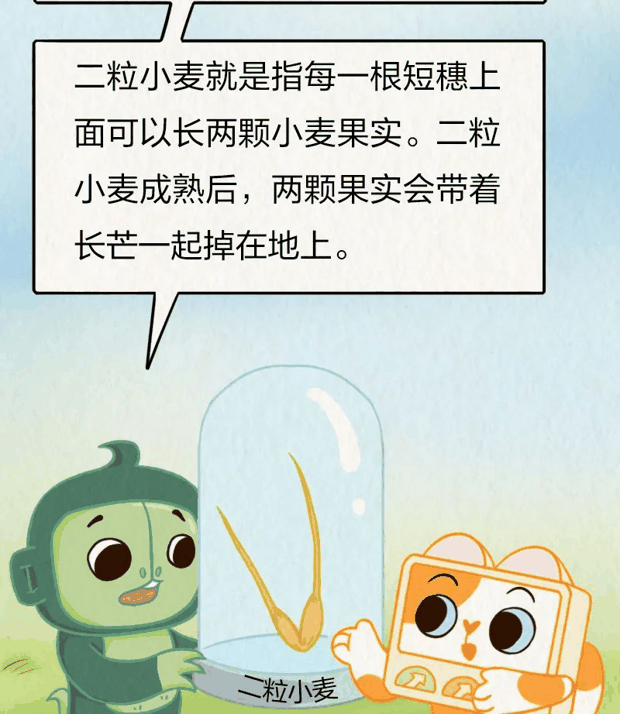 “针尖对麦芒”里的“麦芒”是啥？竟然还会自己挖洞！