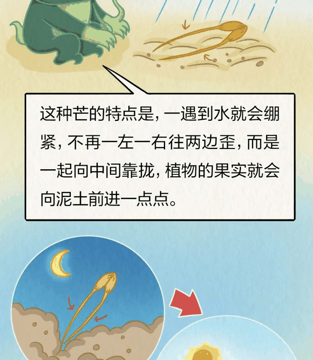 “针尖对麦芒”里的“麦芒”是啥？竟然还会自己挖洞！