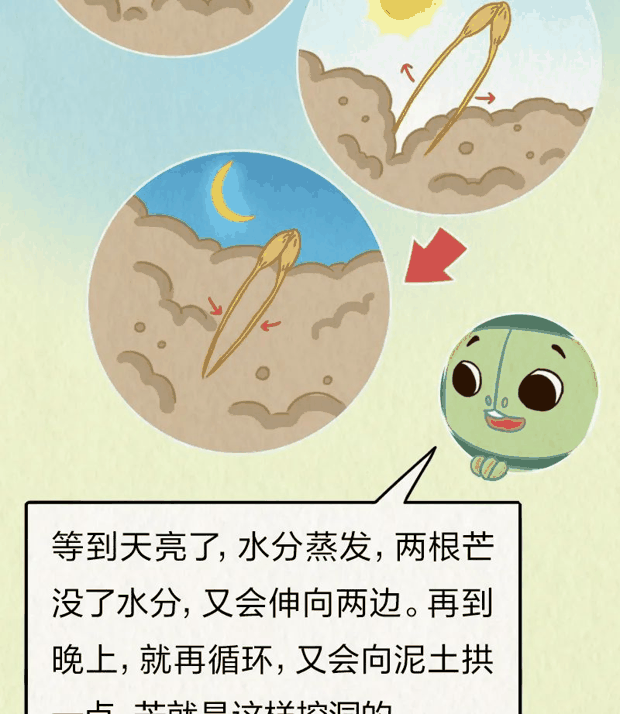 “针尖对麦芒”里的“麦芒”是啥？竟然还会自己挖洞！