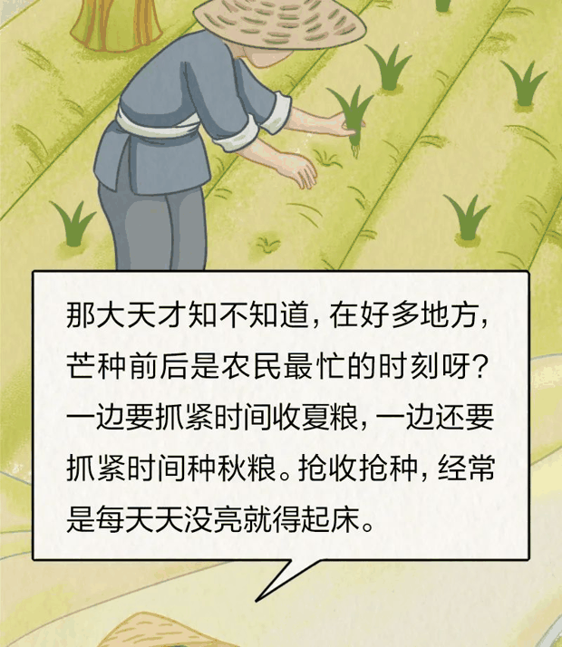 “针尖对麦芒”里的“麦芒”是啥？竟然还会自己挖洞！