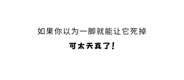 家里踩死的蟑螂，为什么第二天突然消失了？