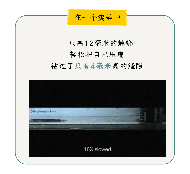 家里踩死的蟑螂，为什么第二天突然消失了？