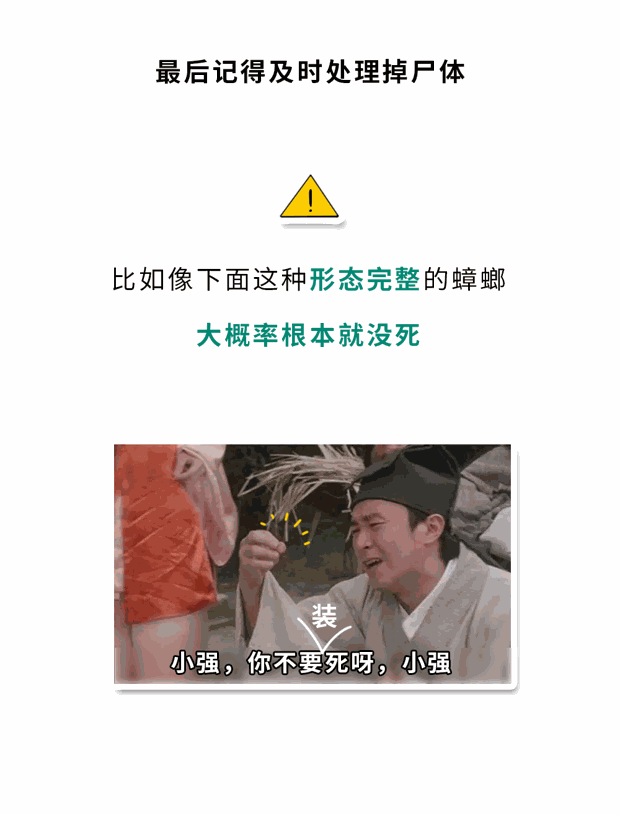 家里踩死的蟑螂，为什么第二天突然消失了？