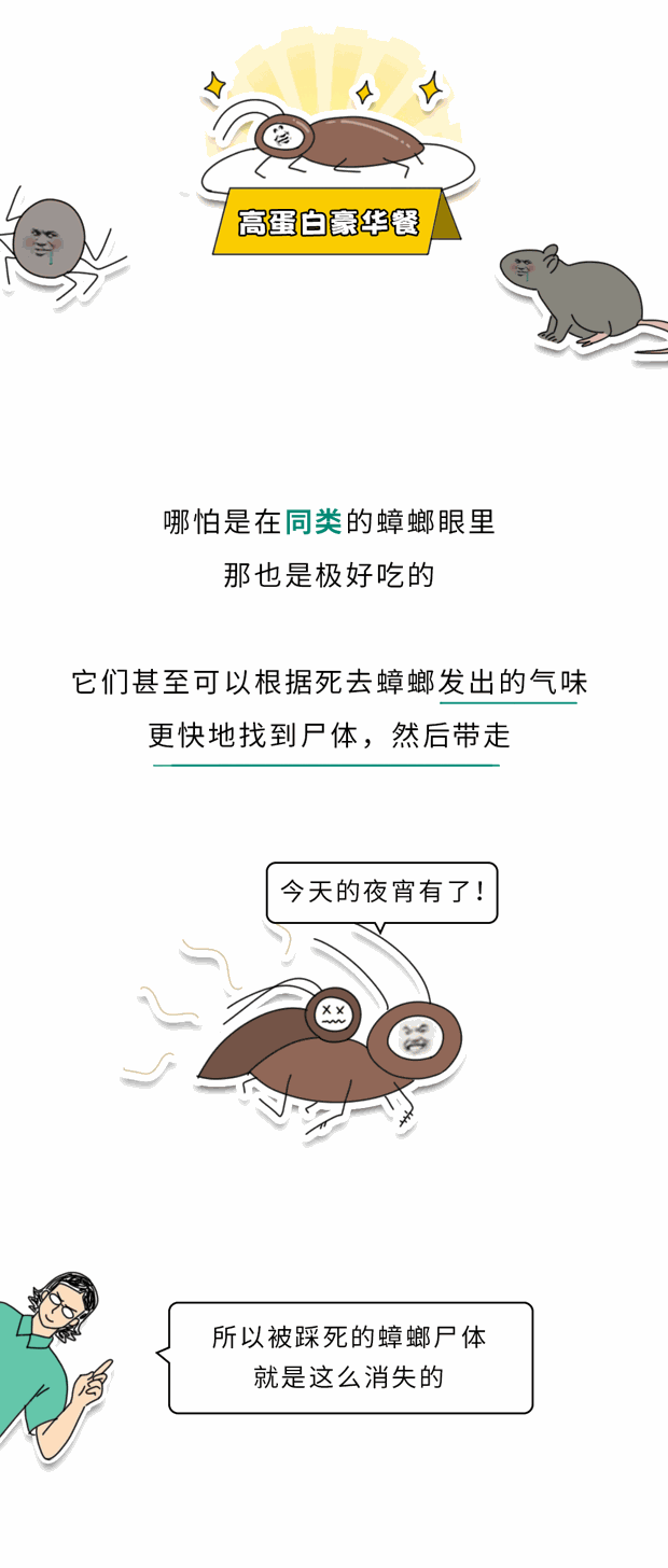 家里踩死的蟑螂，为什么第二天突然消失了？