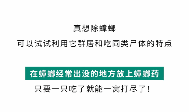 家里踩死的蟑螂，为什么第二天突然消失了？