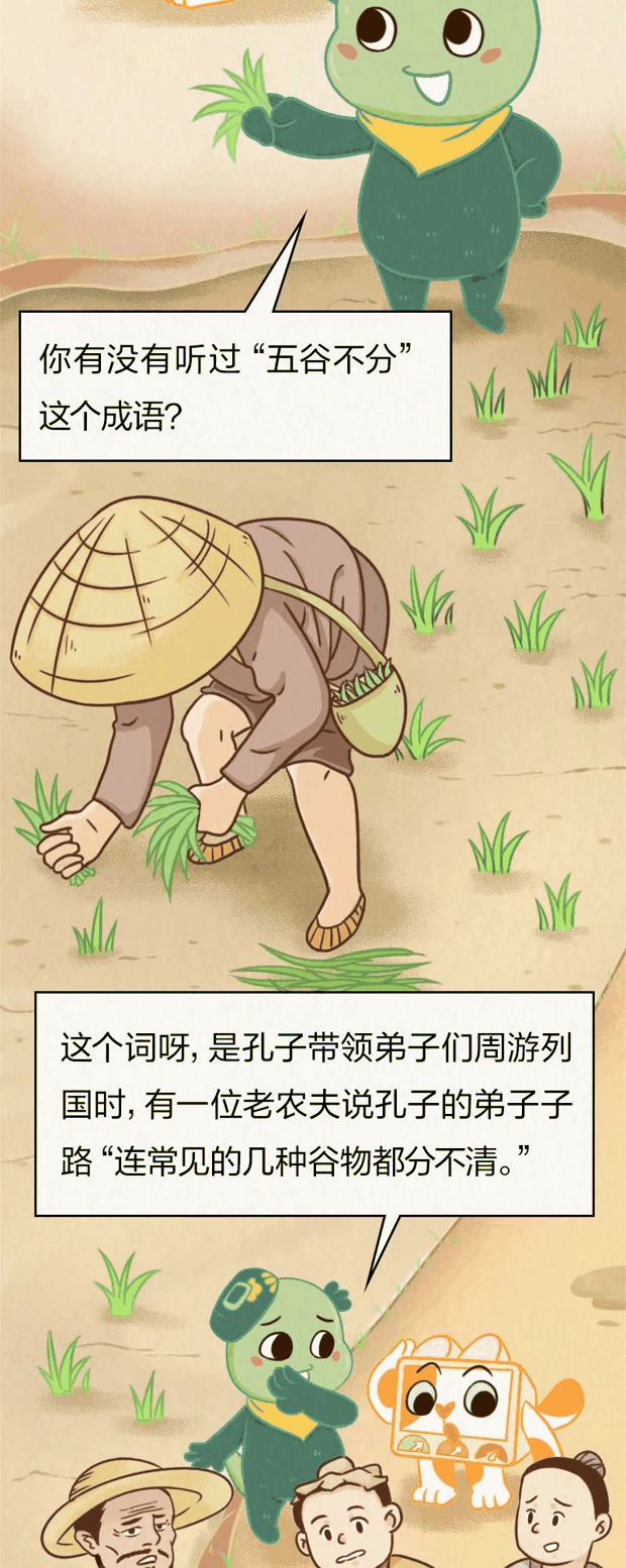 狗尾巴草熬的粥？别怀疑，你肯定喝过
