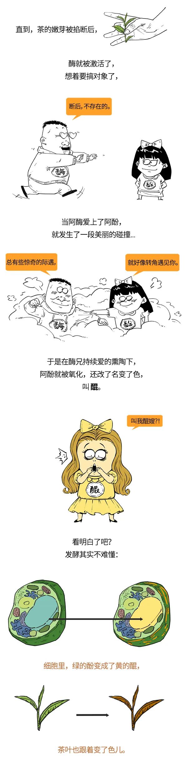 红茶、绿茶、乌龙茶，竟然是一家？