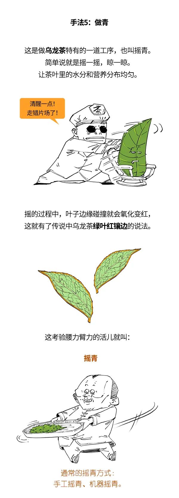 红茶、绿茶、乌龙茶，竟然是一家？